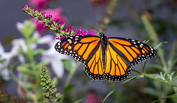 Why a national conservation foundation chose Vertesia