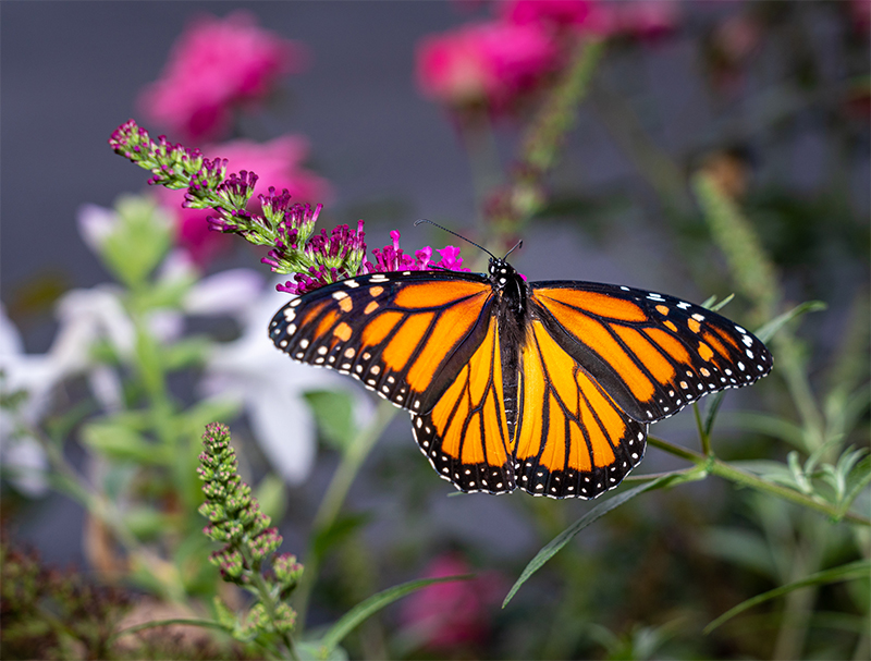 monarch-butterfly