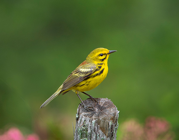 prairie-warbler